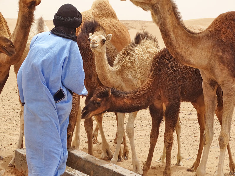 Immersion culturelle : Vivez une expérience unique avec les nomades du désert marocain